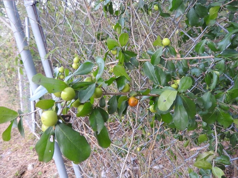 Diospyros tetrasperma, photographed by Juan Cruzado Cortés