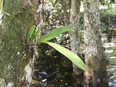 Polystachya concreta, photographed by Brandon Corder