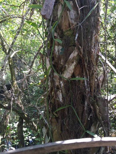 Vanilla phaeantha, photographed by Brandon Corder