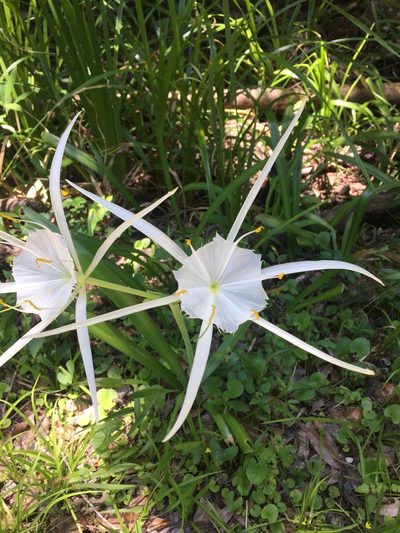 Hymenocallis latifolia, photographed by Brandon Corder