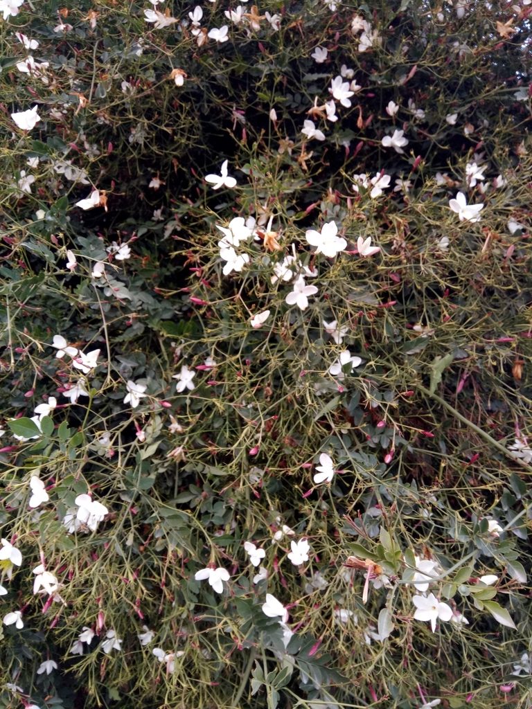 Jasminum officinale, photographed by Karim Haddad