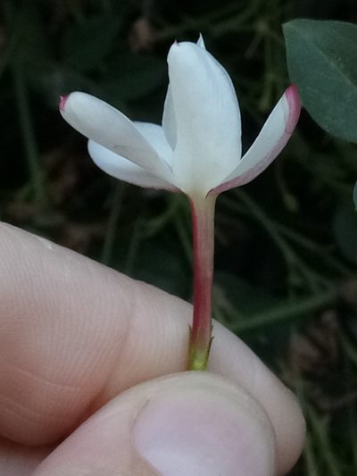 Jasminum officinale, photographed by Karim Haddad