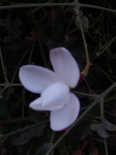 Jasminum officinale, photographed by Karim Haddad