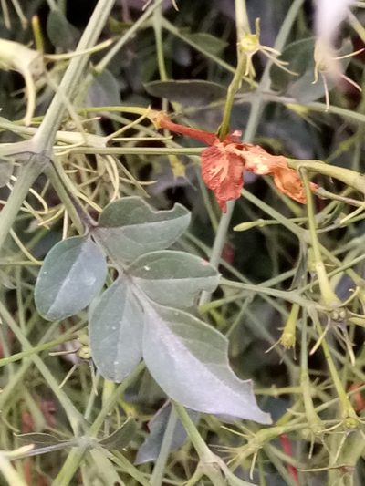Jasminum officinale, photographed by Karim Haddad
