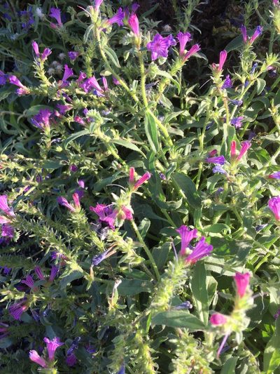 Echium pitardii, photographed by Andre Hosper