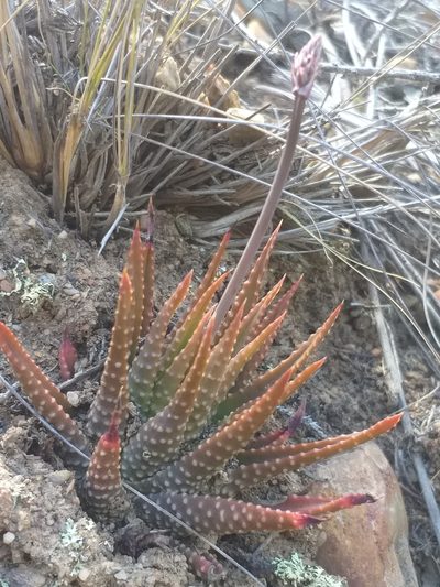 Tulista kingiana, photographed by kevin koen