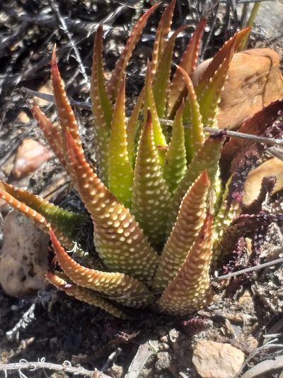 Tulista kingiana, photographed by kevin koen