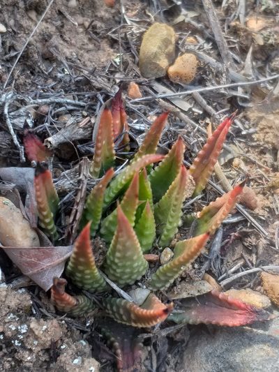 Tulista kingiana, photographed by kevin koen
