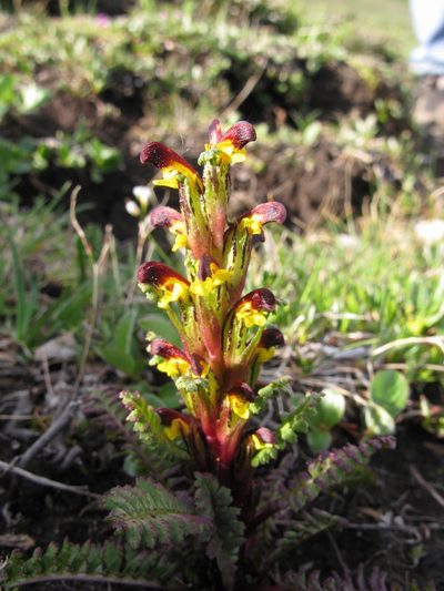 Pedicularis flammea, photographed by tonyblake