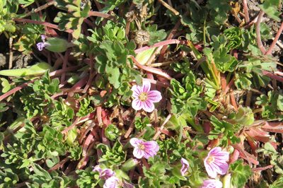 Geranium sessiliflorum, photographed by Agustín Zarco
