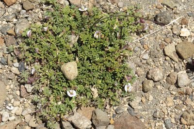 Adesmia parvifolia, photographed by Agustín Zarco