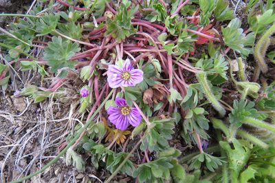 Geranium sessiliflorum, photographed by Agustín Zarco