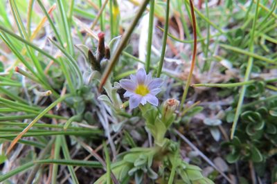 Gentiana gayi, photographed by Agustín Zarco