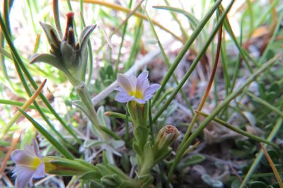 Gentiana gayi, photographed by Agustín Zarco