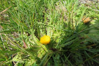 Hypochaeris acaulis, photographed by Agustín Zarco
