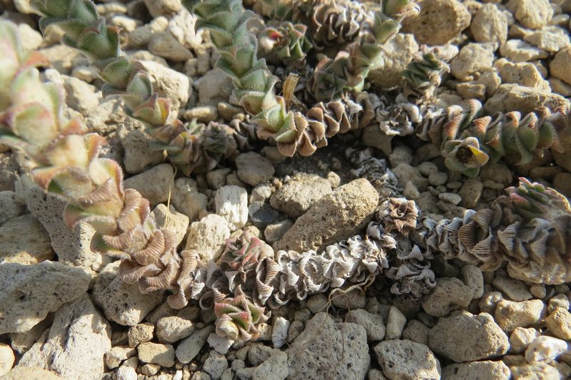 Nassauvia revoluta, photographed by Agustín Zarco