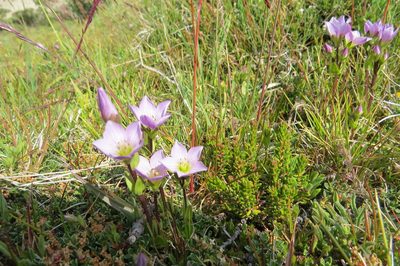 Gentianella magellanica