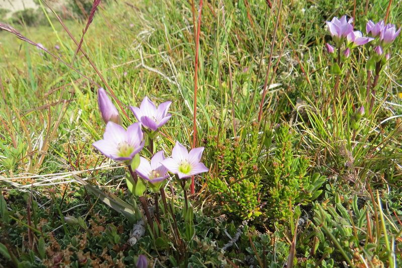 Gentianella magellanica, photographed by Agustín Zarco