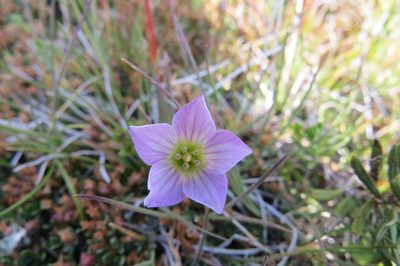 Gentianella magellanica, photographed by Agustín Zarco