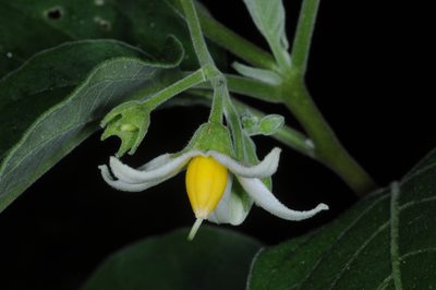 Solanum stuckertii, photographed by aacocucci