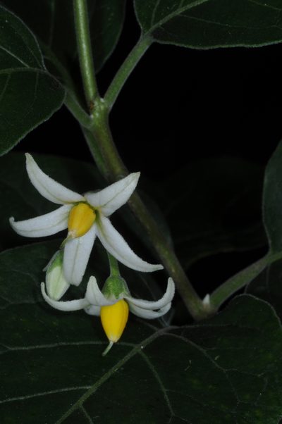 Solanum stuckertii, photographed by aacocucci