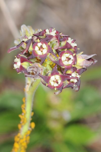 Oxypetalum arnottianum, photographed by aacocucci