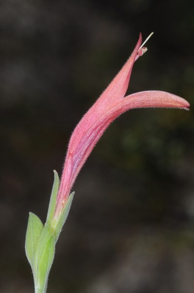 Dicliptera scutellata, photographed by aacocucci