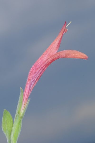 Dicliptera scutellata, photographed by aacocucci