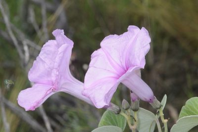 Ipomoea hieronymi, photographed by aacocucci