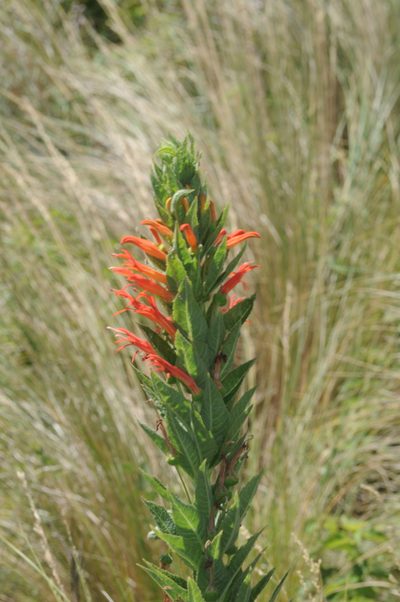 Siphocampylus foliosus, photographed by aacocucci