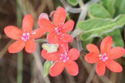 Oxypetalum coccineum, photographed by aacocucci