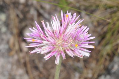 Gomphrena pulchella, photographed by aacocucci