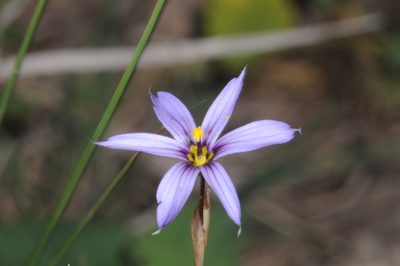 Sisyrinchium chilense, photographed by aacocucci