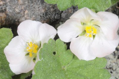 Krapovickasia flavescens, photographed by aacocucci