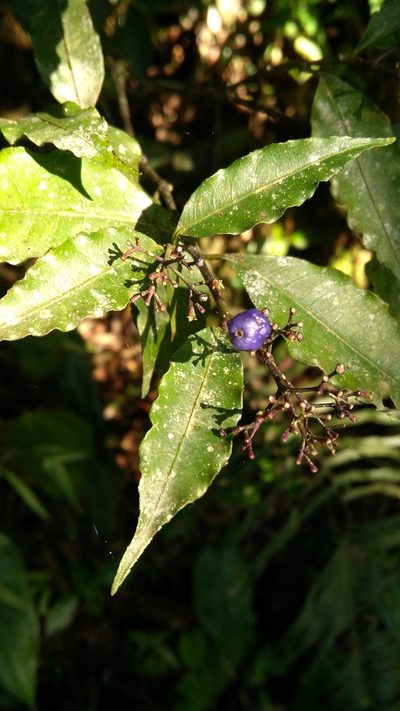 Psychotria brachyceras, photographed by marisnocatpiss