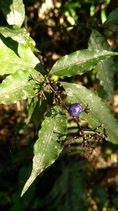 Psychotria brachyceras, photographed by marisnocatpiss