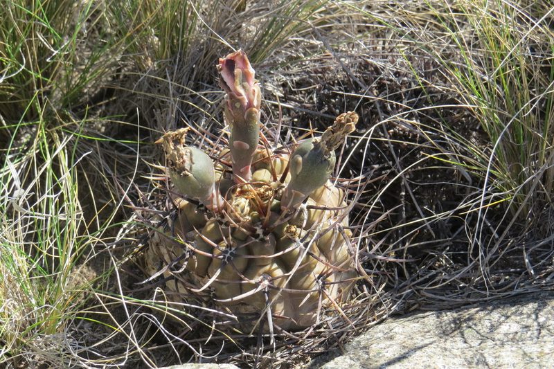 Gymnocalycium striglianum, photographed by Agustín Zarco