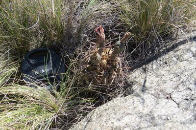 Gymnocalycium striglianum, photographed by Agustín Zarco