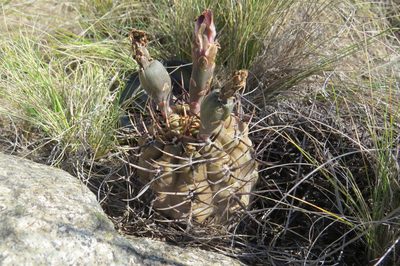 Gymnocalycium striglianum, photographed by Agustín Zarco