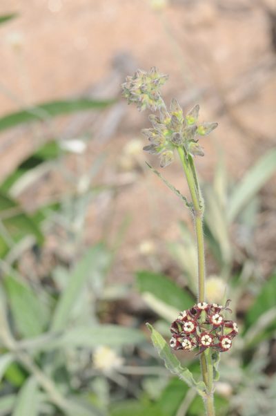 Oxypetalum arnottianum, photographed by aacocucci