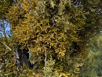 Phoradendron hawksworthii, photographed by CK2AZ