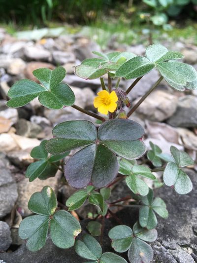 Oxalis spiralis, photographed by Andrew J. Crawford