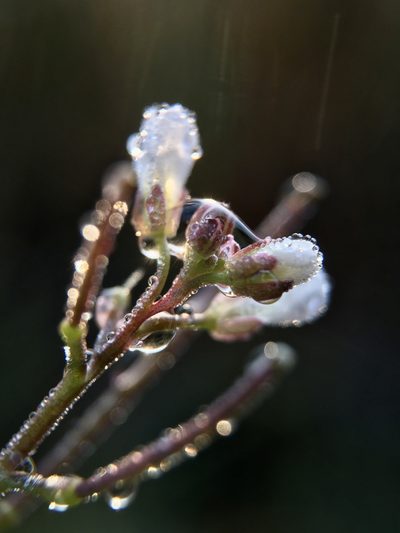 Cardamine scutata, photographed by Norio Nomura
