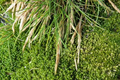 Deschampsia antarctica, photographed by Agustín Zarco