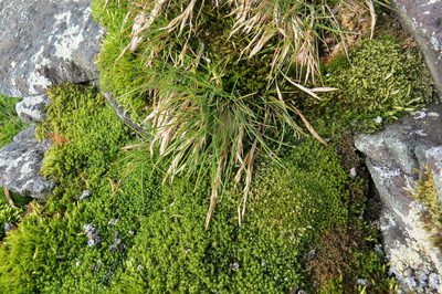 Deschampsia antarctica, photographed by Agustín Zarco