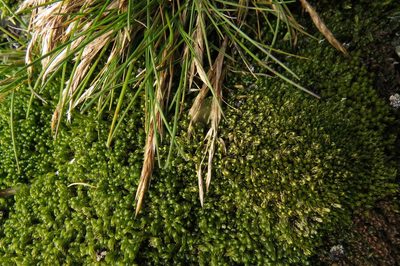 Deschampsia antarctica, photographed by Agustín Zarco