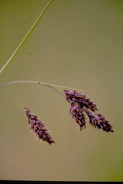 Carex atratiformis, photographed by Allan Harris
