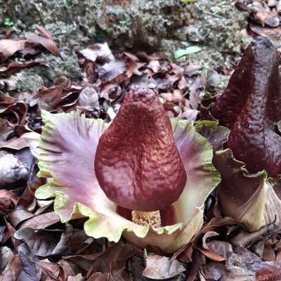 Amorphophallus paeoniifolius, photographed by Bartholomeus van der Geer