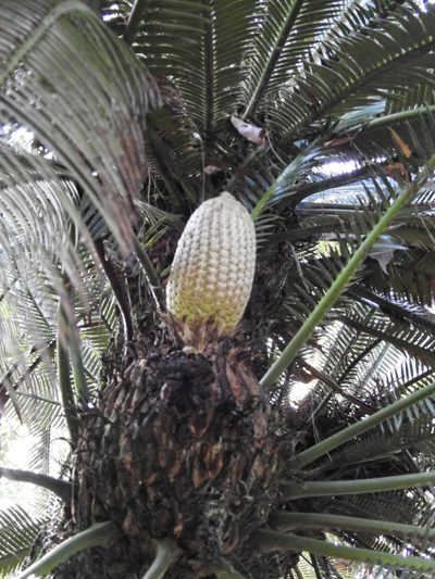 Dioon merolae, photographed by Matteo Cassella