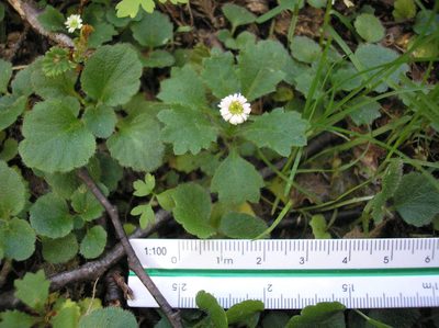 Lagenophora hariotii, photographed by Anabela Plos